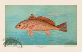 Red Drum